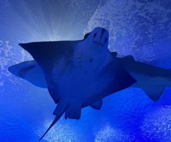 Visita al Oceanogràfic Casa Familiar Hellín