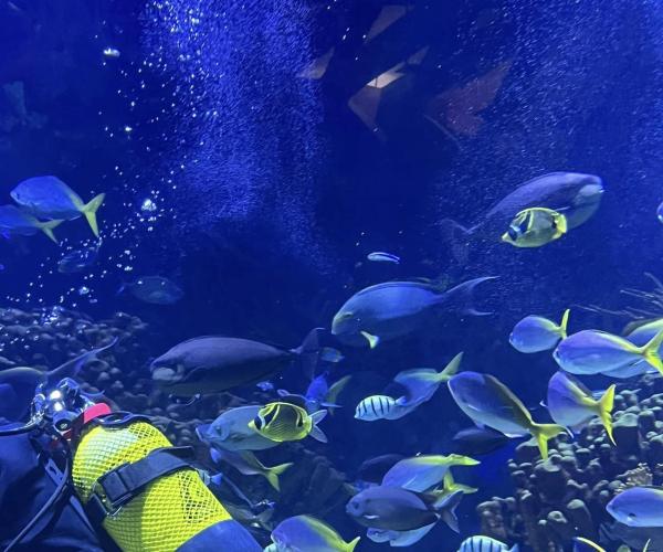 Visita al Oceanogràfic Casa Familiar Hellín